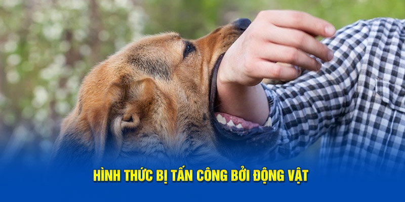 Giải Mã Giấc Mơ Bị Tấn Công - 3 Ý Nghĩa Chính Khi Mơ Bị Đánh 3 Hình thức bị tấn công bởi động vật